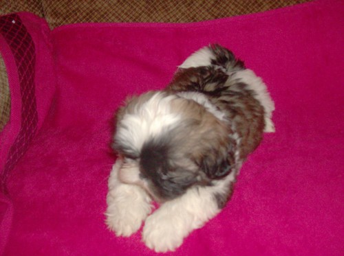 Shih tzu